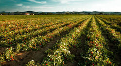 tracciabilità-produzione-pomodori(250x136)